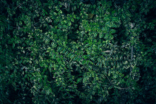 Blend in with Nature Discover Natural Patterns and Colors