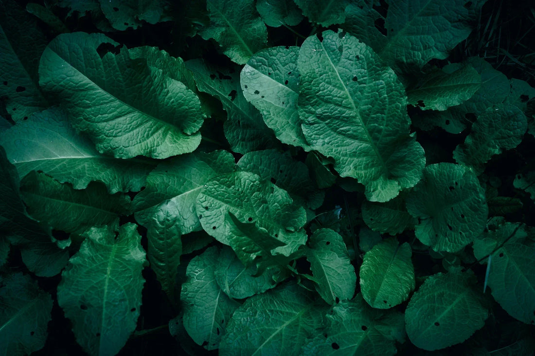The Popularity and Strategy Behind the Leafy Suit for Hunting