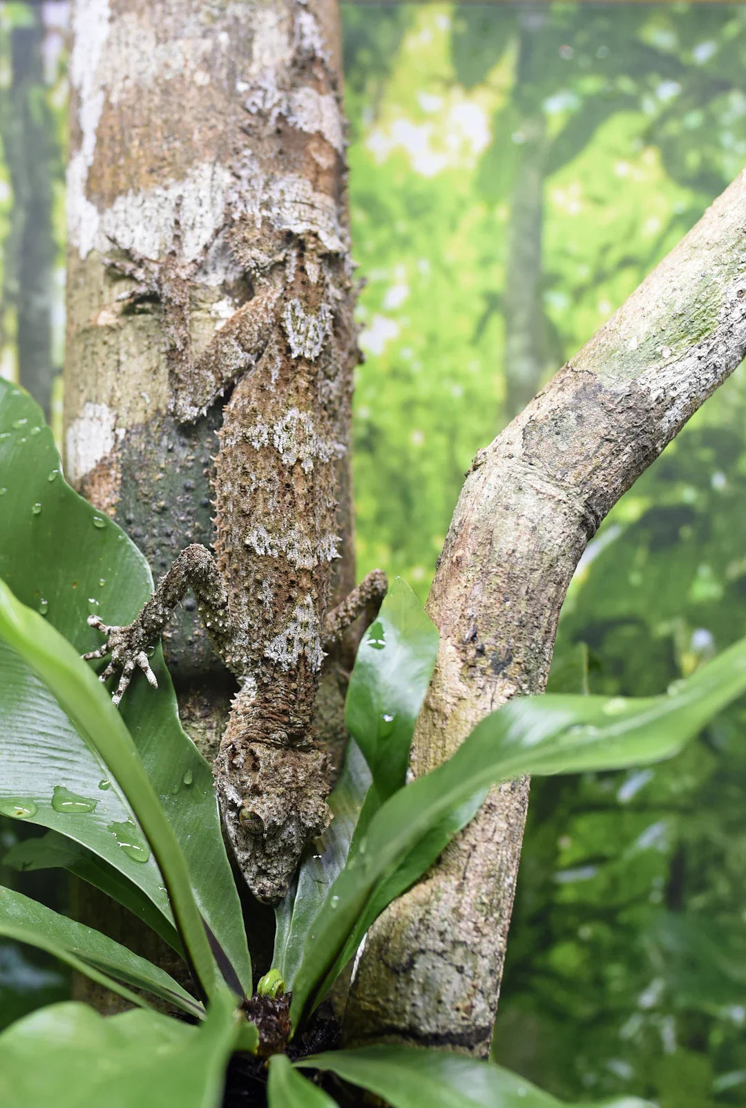 The Science Behind Camouflage Nature's Ingenious Trick